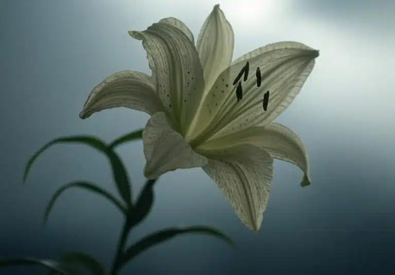 qué hacer cuando fallece un familiar en Chile