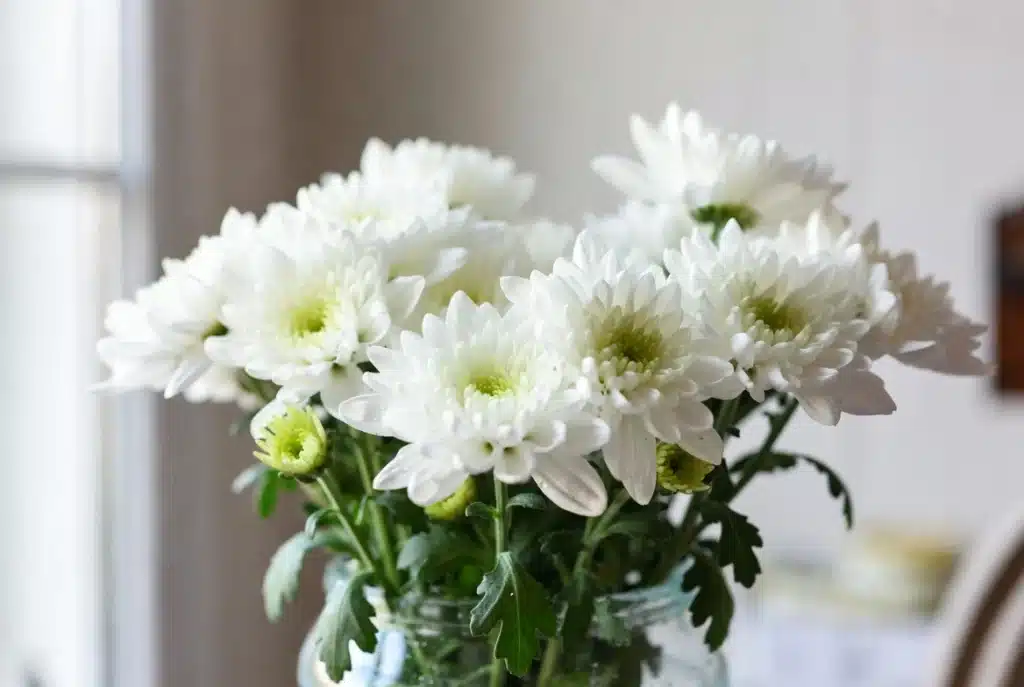 Cómo Elegir las Flores Perfectas para un Funeral crisantemos