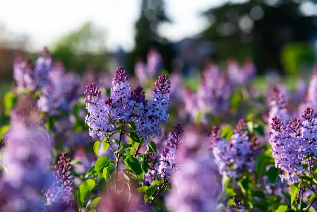 Cómo Elegir las Flores Perfectas para un Funeral lilas