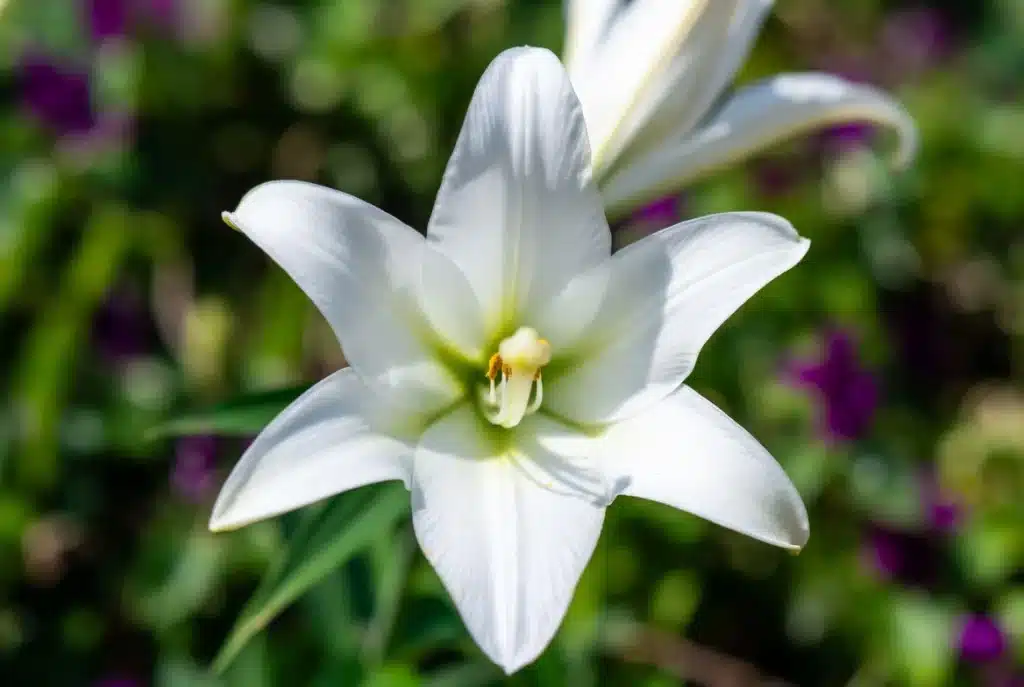 Cómo Elegir las Flores Perfectas para un Funeral lirio blanco
