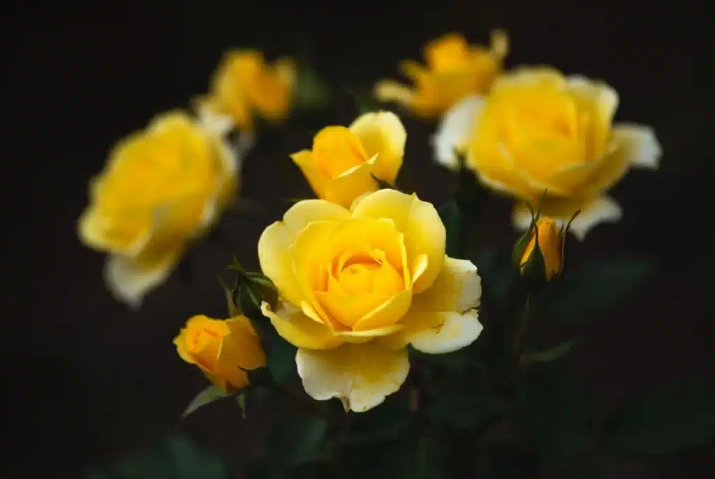 Cómo Elegir las Flores Perfectas para un Funeral rosas amarillas