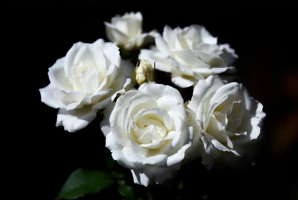 Cómo Elegir las Flores Perfectas para un Funeral rosas blancas